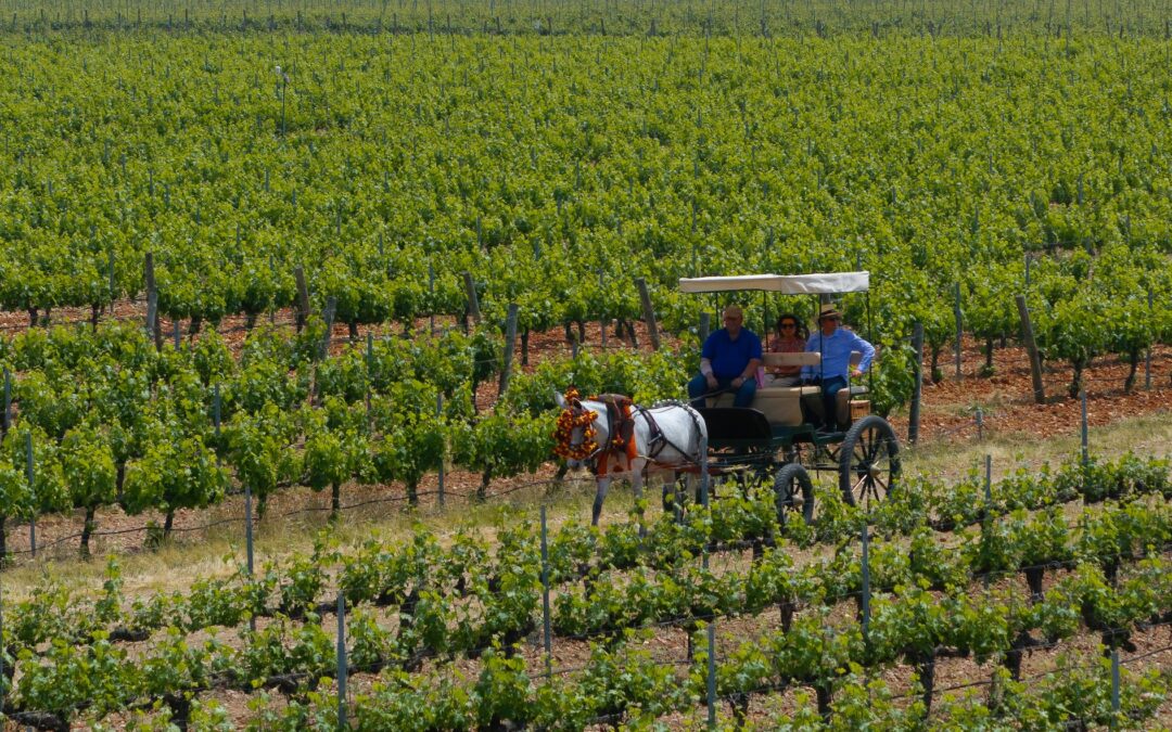 Wine Pilgrimage at Bodegas Vizar