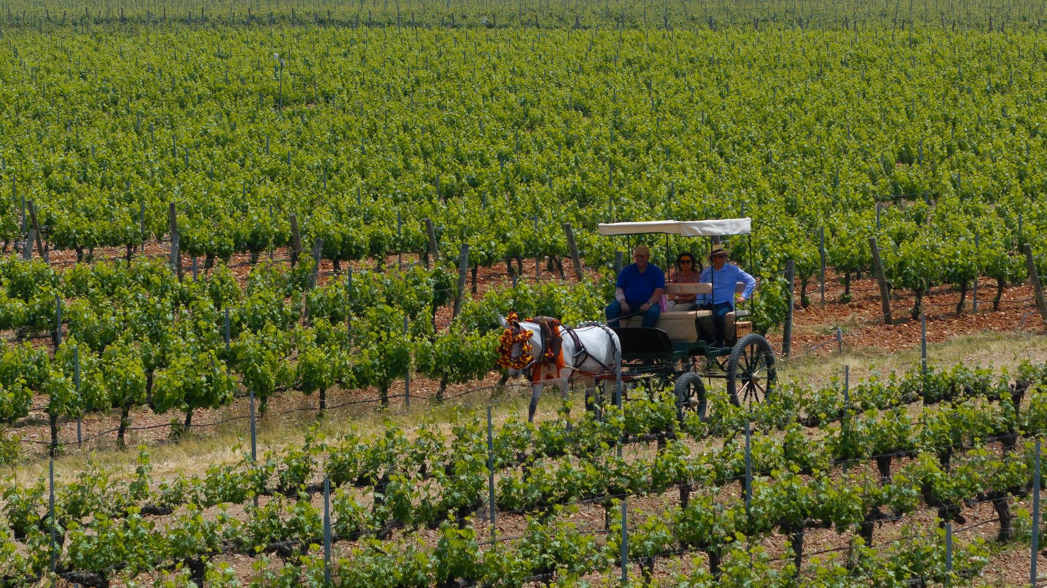 Romería del Vino en Bodegas Vizar